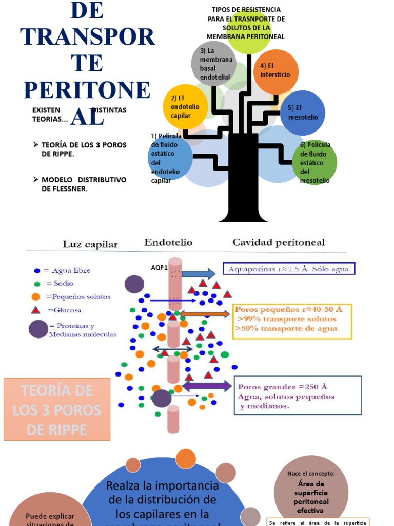 transporte-peritoneal-en-di-lisis-pdf-smosis-di-lisis