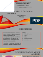 Práctica Nro 5 Organos Linfoides Preguntas