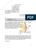 2 Potencial de Membrana y Contraccion Muscular