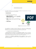 u03 m04 Acidos Nucleicos