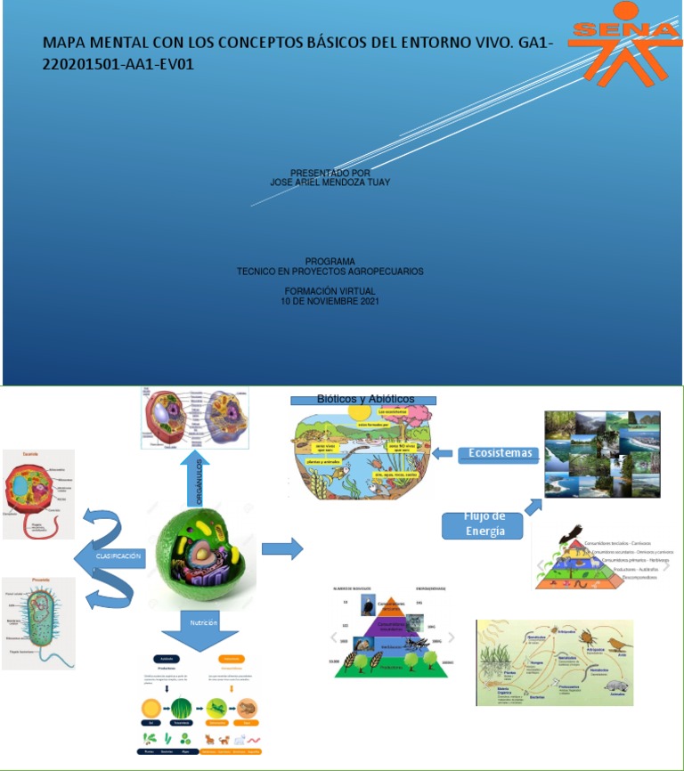 Mapa Mental del Entorno Vivo | PDF | Salud y bienestar