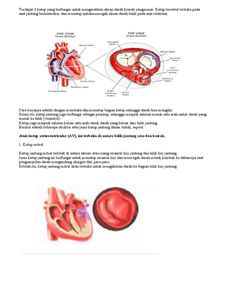 Fungsi dan Jenis Katup Jantung | PDF | Sejarah