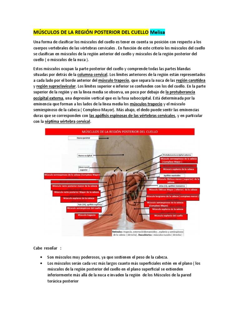 Músculos de la región posterior del cuello | PDF | La columna vertebral