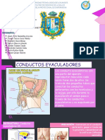 Conductos Eyaculadores, Glándulas Genitales Auxiliares y Uretra Expocicion