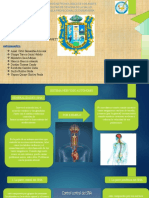 Sistema Nervioso Autonomo