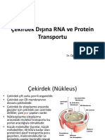 12 - Çekirdek Dışına RNA Ve Protein Transportu