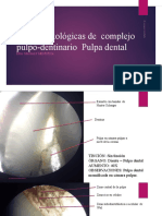 Placas Histológicas de Complejo Pulpo-Dentinario Pulpa Dental