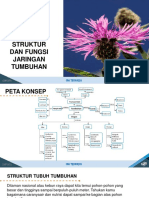 Struktur Dan Fungsi Jaringan Tumbuhan