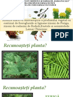 Plantele