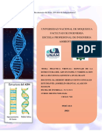 Montaje de La Estructura Del  ADN en Papel y Verificación de La Secuencia Genetica en El Blast