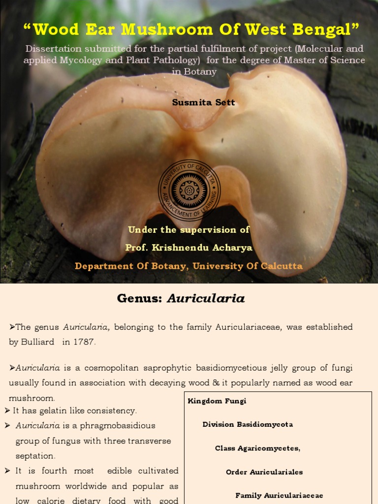 Auricularia Polytricha Fungi Grows On Old Stock Photo 2621351533 |  Shutterstock, image size:768x1024