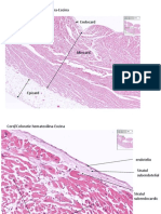 Stagiu1 Histologie