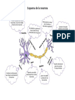 Esquema de La Neurona