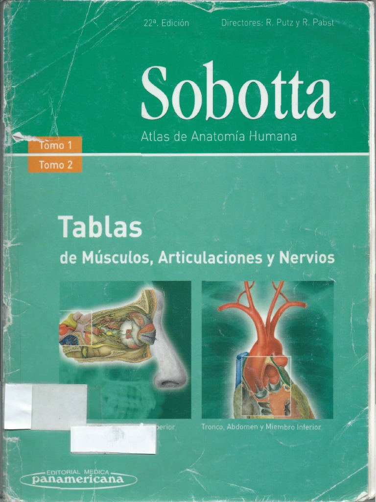 Sobotta Tablas de Musculos, Articulaciones y Nervios | PDF | Cara ...
