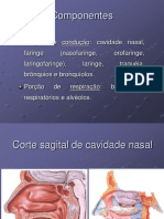 Sistema Respiratório