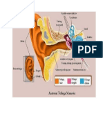 gambar telinga luar dan dalam