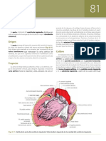 Aorta Ascendente Semana 2