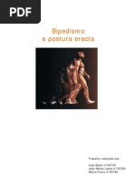 Bipedismo e Postura Erecta
