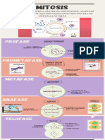 Mitosis