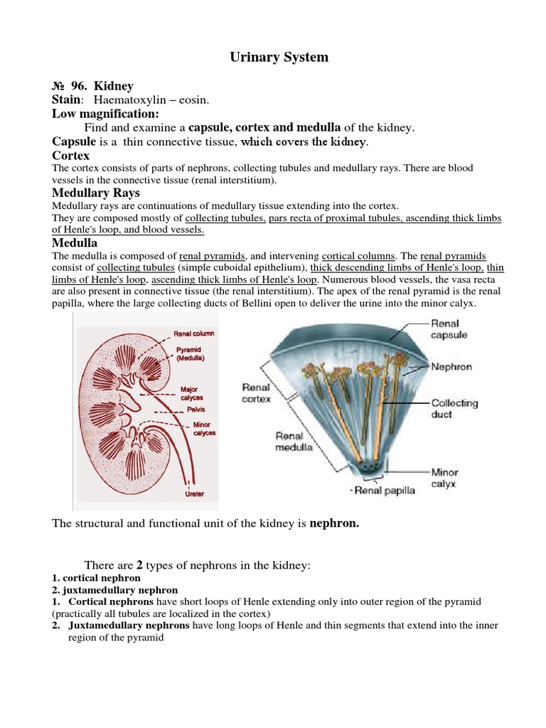 Urinary System | PDF | Animal Anatomy | Anatomy