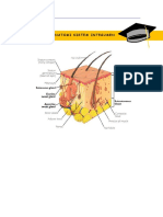 ANATOMI SISTEM INTEGUMEN