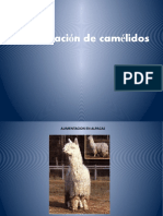 Alimentacion en Alpacas