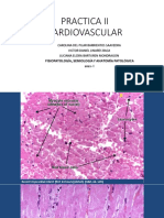 PRACTICA II CARDIOVASCULAR