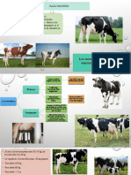 Raza Holstein: la más productiva lechera