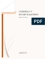 Practica Final - Cerebelo y Bulbo Raquídeo