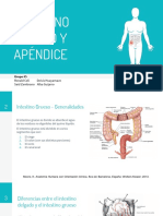 Intestino Grueso y Apendice