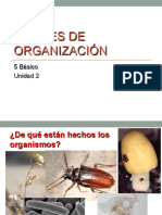 niveles de organizacion de los seres vivos 5°