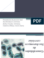 Factores de Crecimiento de Saccharomyces Cereviseae