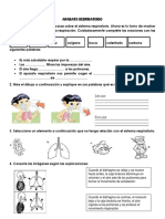 Taller Sistema Respiratorio