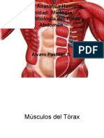 Miología del tórax y abdomen