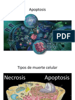 Diapositiva Charla Apoptosis