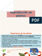 2.reproducción Plantas