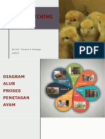 Post-Hatching Management PDF