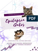 Epilepsia en Gatos