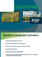 Rose Protected Cultivation