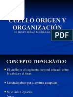 Cuello Origen y Organizacion