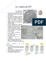 Mitocondrias y Síntesis de ATP