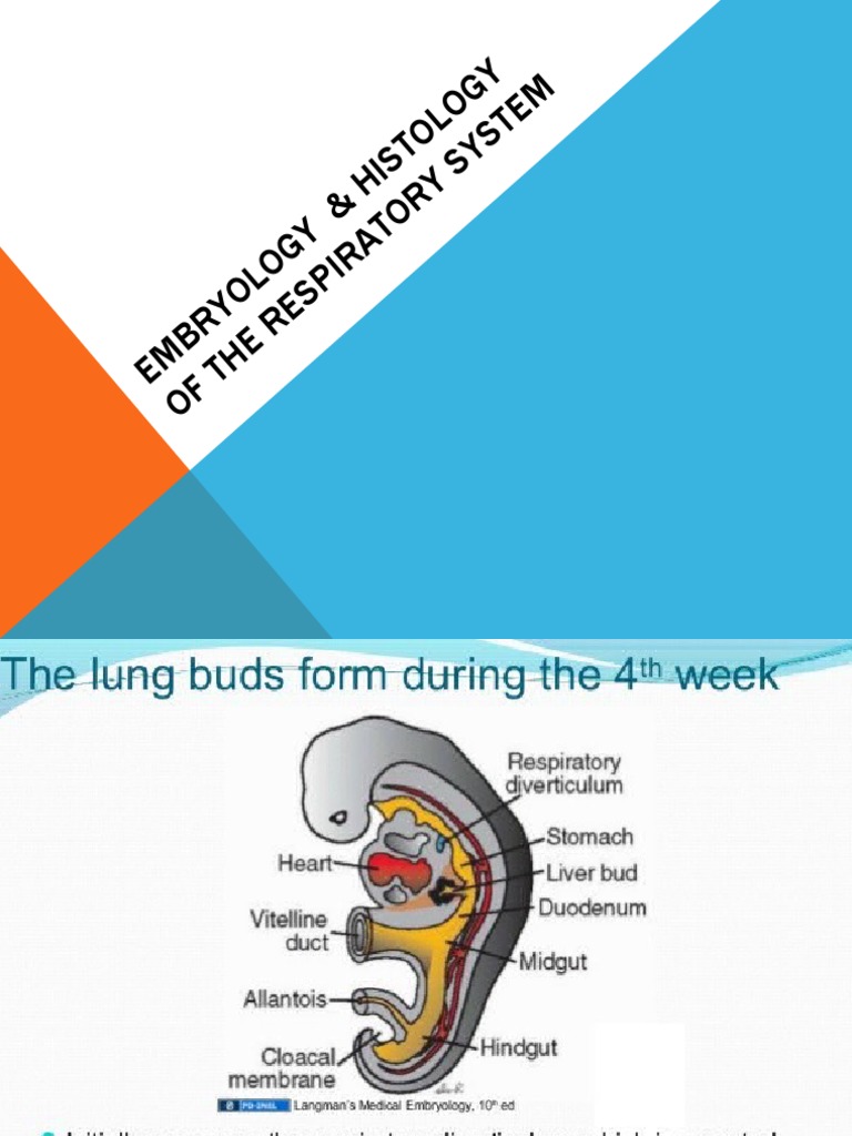Embryology of The Respiratory System | PDF | Respiratory Tract | Epithelium