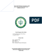 Laporan Identifikasi Tanaman Cabai