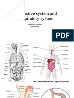 Digestive System and Respiratory System