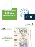 Condensación Del DNA y Cromosomas