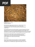 Download Budidaya Belut by Abeng Bambang SN54039096 doc pdf