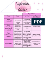 Esquema de La Respiración Celular