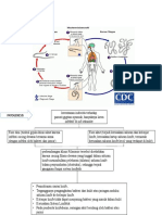 Patofisiologi & Patogenesis Filariasis