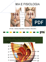 14 Aula - Sistema Reprodutor Feminino e Masculino