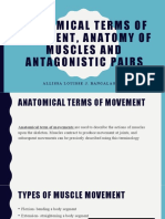 Anatomical Terms, Muscle Movements & Antagonistic Pairs